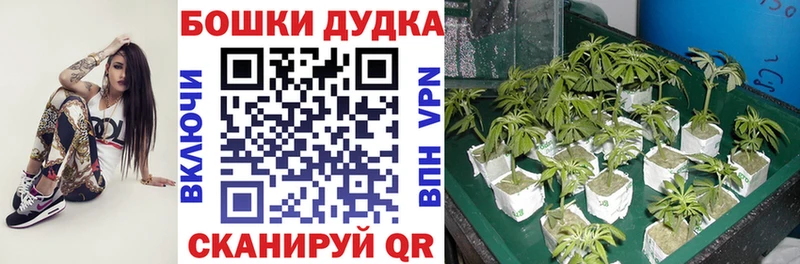 Шишки марихуана VHQ  даркнет официальный сайт  Петров Вал  сколько стоит  mega маркетплейс 